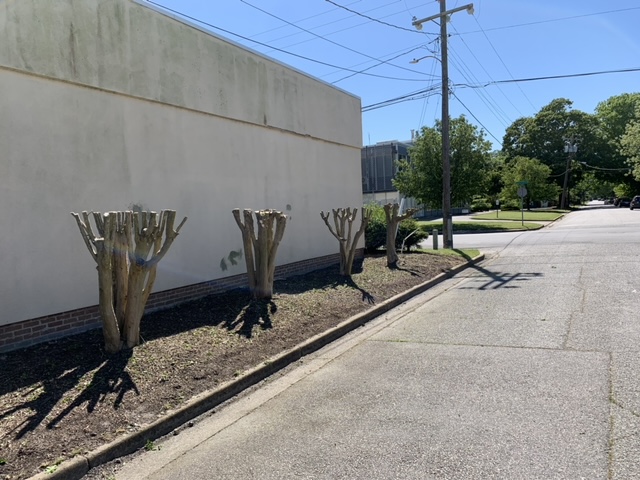 Commercial planting area during a landscape reset